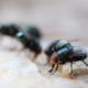 Maggots Extermination Tips for Sydney Homes
