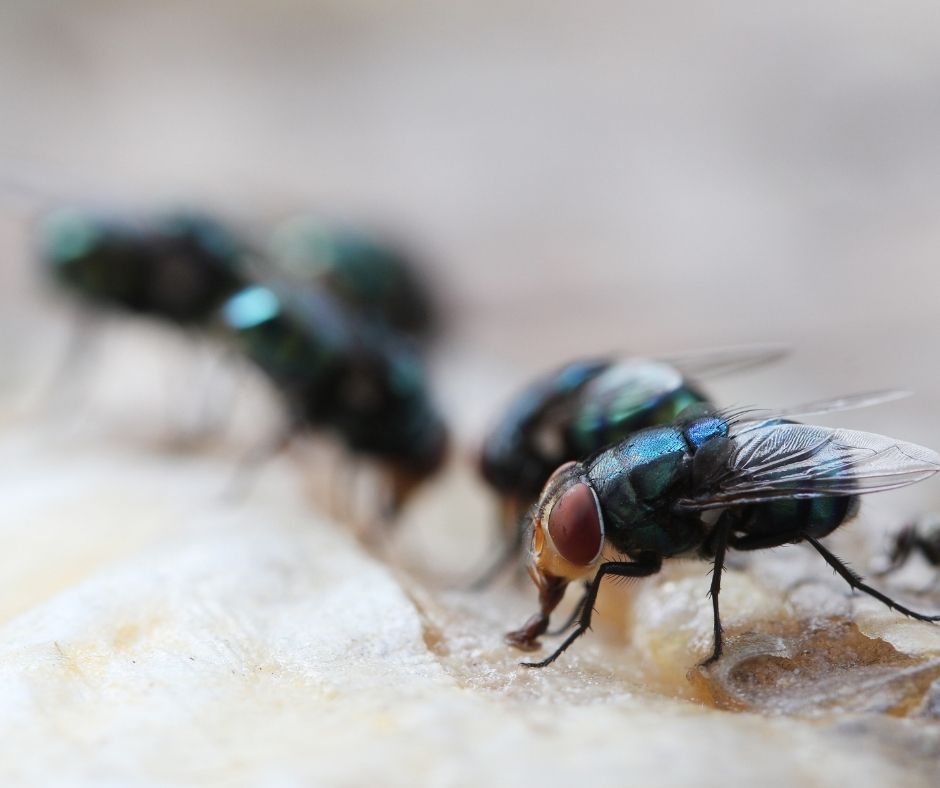 Maggots Extermination Tips for Sydney Homes