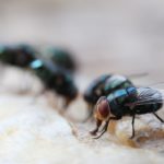 Maggot Extermination Tips for Sydney Properties