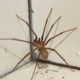 Spider Pest Control Strategies for Successful Elimination