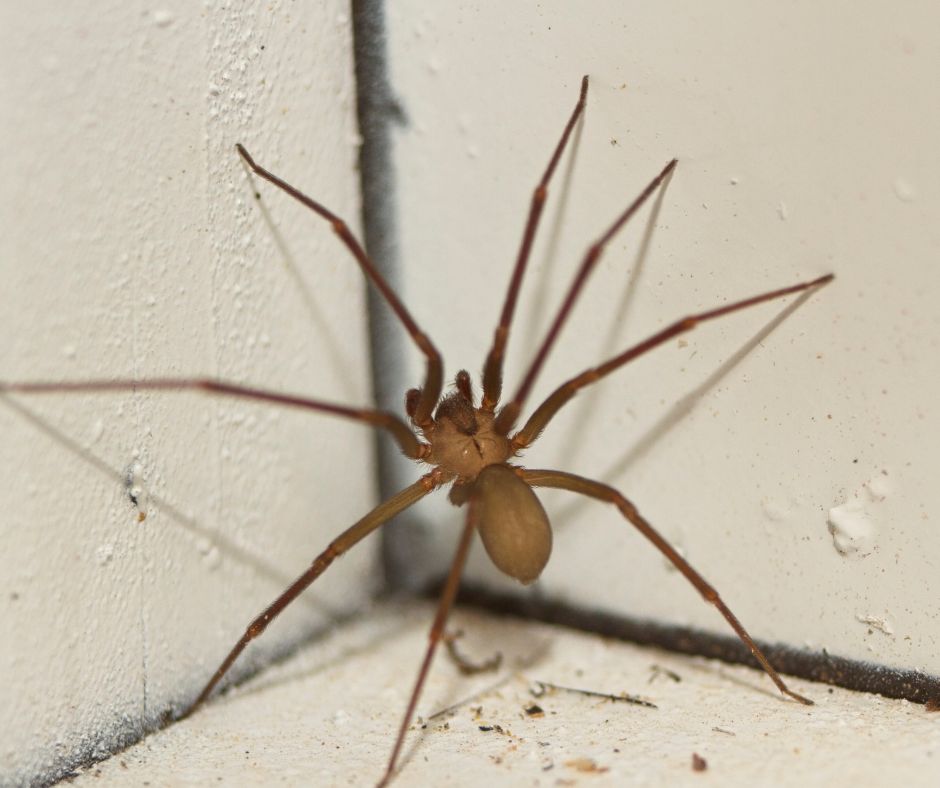 Spider Pest Control Strategies for Successful Elimination