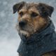 Weather-Resistant Gear for Pets: Top Essentials to Have