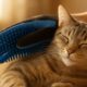 Grooming Gloves: Ultimate Solution for Cat Fur Care