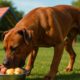 High-Protein Meals to Energise Your Healthy Dog