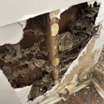 Termite Inspection Timing: Top Winter Tips for Sydney Homes