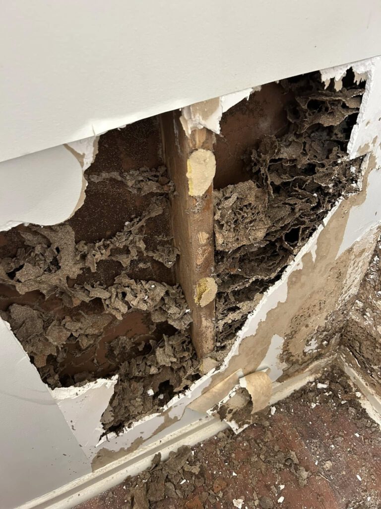 Termite Inspection Timing: Top Winter Tips for Sydney Homes