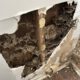 Termite Inspection Timing: Top Winter Tips for Sydney Homes
