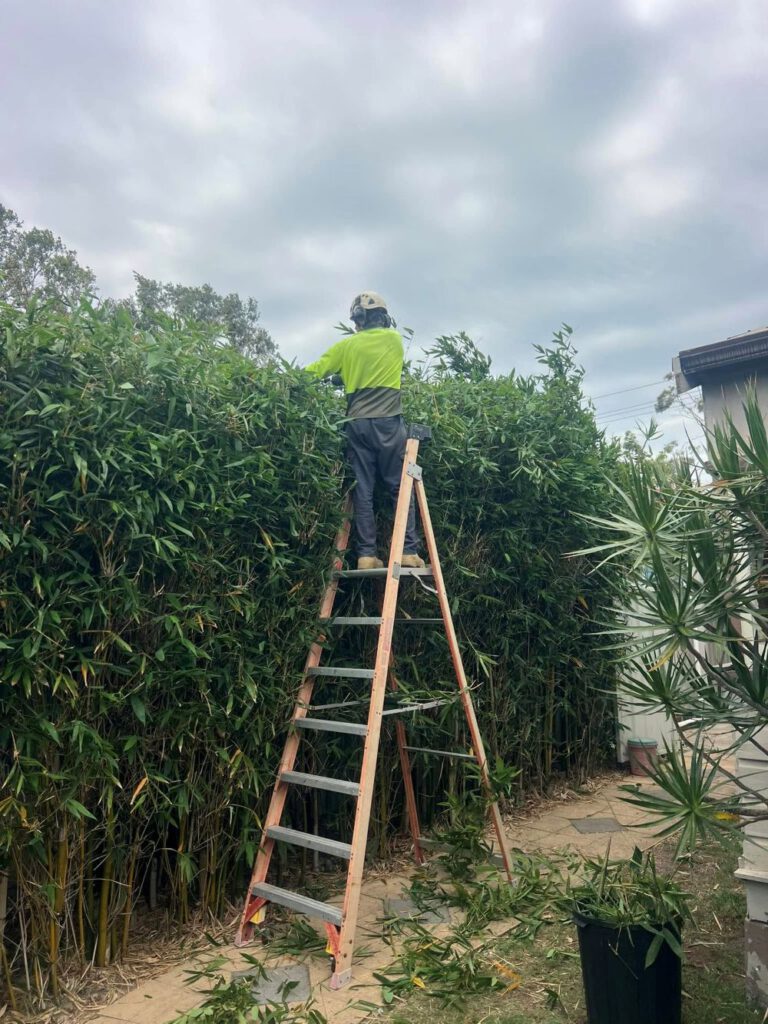 Low-Maintenance Hedging Plants for Gardens in Newcastle