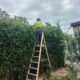 Low-Maintenance Hedging Plants for Gardens in Newcastle