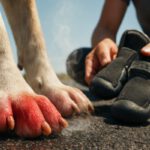 Pavement Safety Tips for Dogs in Hot Weather