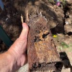 Clay Soil’s Impact on Caboolture Pipes Revealed