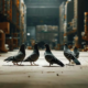 Pigeon Control Solutions for Effective Bird Management in Sydney