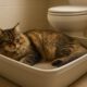 Litter Box Training Tips to Enhance Cat Care
