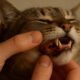 Teeth Brushing Kits for Cats: Top Oral Care Tips You Need
