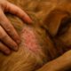 Flea Surge Control: Key Tips for Preventing Fall Risks in Pets