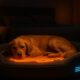 Temperature-Controlled Beds for Pets: Comfort Guide