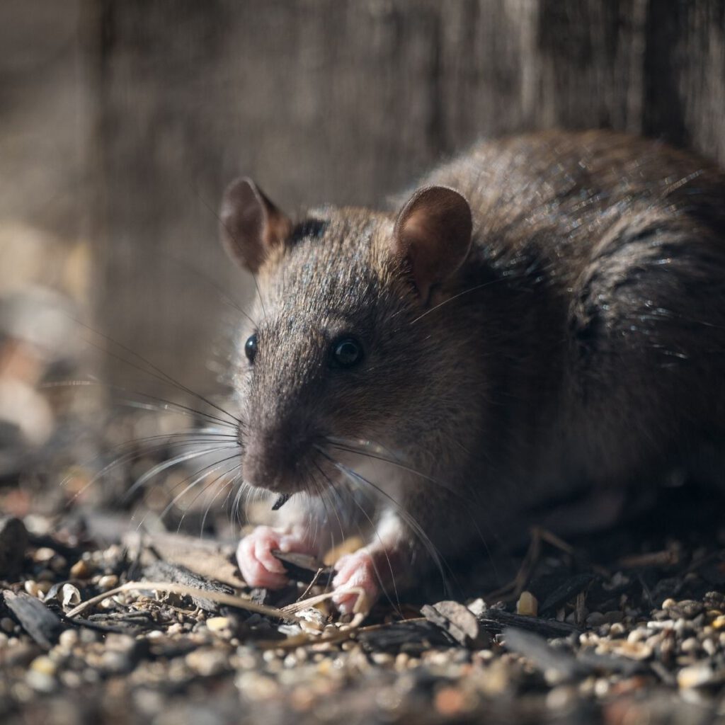 Rodent-Proof Your Home with These Key Tips to Deter Rats