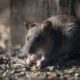 Rodent-Proof Your Home with These Key Tips to Deter Rats