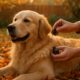 Flea Control Tips: Stop Autumn Surges for Your Pets