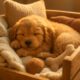 Puppy Comfort: Tips to Create a Cozy Crate Setup
