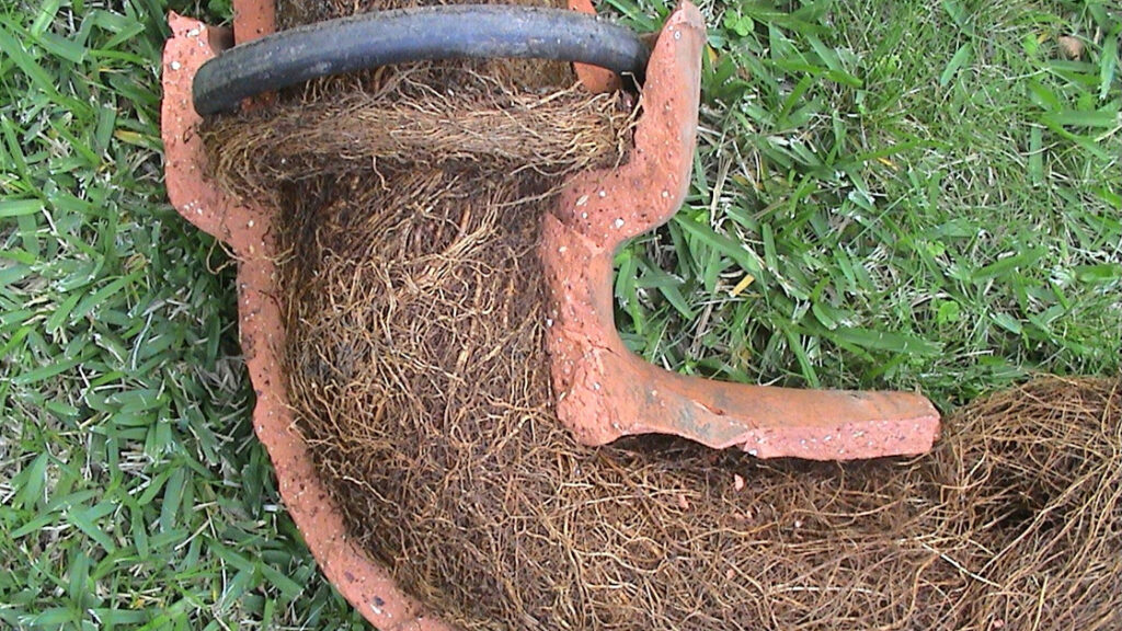 Tree Roots in Drains: Sutherland Shire’s Ongoing Challenge