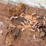 Termite Risk Management for Homes in NSW Explained
