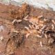 Termite Risk Management for Homes in NSW Explained