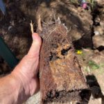 Tree Roots Blocking Pipes: Solutions for Pool Issues